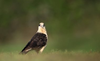 Yeşil çimlerin üzerinde duran sarı başlı bir leşin (Milvago chimachima) yakın plan, Güney Pantanal, Brezilya.