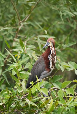 Bir kaplan balıkçılının (Tigrisoma lineatum) bir ağaca tünemiş, Pantanal, Brezilya.