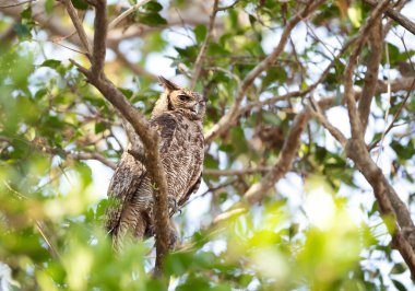 Büyük boynuzlu baykuşun (Bubo virginianus nacurutu) bir ağaca tünemiş, Pantanal, Brezilya.