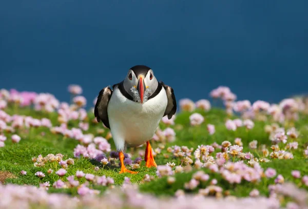 Close Atlantic Puffin Sand Eels Pink Sea Thrift Flowers — Stock Photo, Image