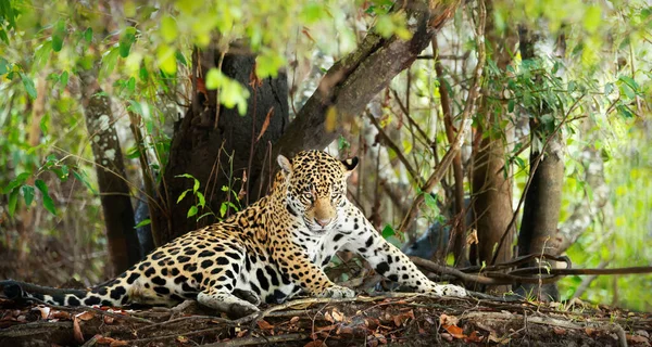 Κοντινό Πλάνο Ενός Ιαγουάρου Panthera Onca Που Βρίσκεται Μια Όχθη — Φωτογραφία Αρχείου
