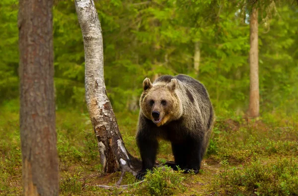 Close Eurasian Brown Bear Forest Finland — Stock Fotó