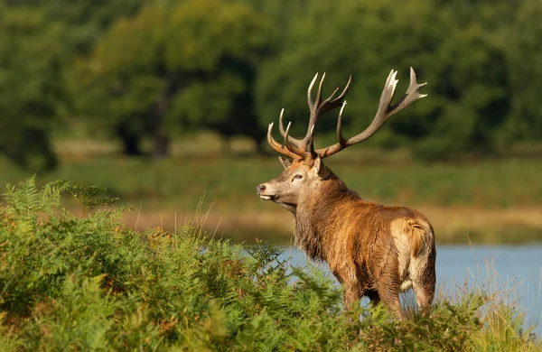 池の近くの汽笛の中に立っている赤い鹿の杖の近くに — ストック写真