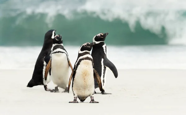 Ryhmä Magellanic Pingviinit Rannalla Falklandinsaarilla — kuvapankkivalokuva