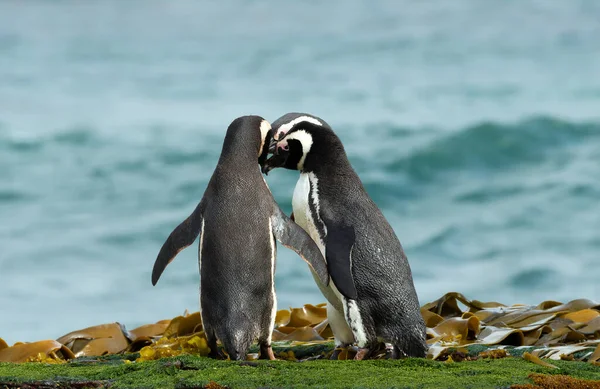 Kelompok Penguins Magellan Berkumpul Pantai Berpasir Kepulauan Falkland — Stok Foto