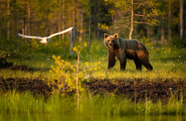 Urso Marrom Eurasiano Por Lago Uma Floresta Outono Finlândia — Fotografia de Stock
