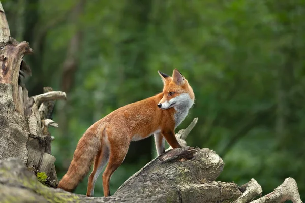 Close Red Fox Vulpes Vulpes Forest — Zdjęcie stockowe