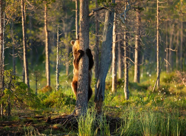 欧亚棕熊爬上池塘边的一棵树 — 图库照片