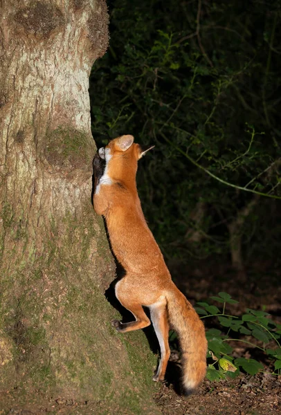 Close Curious Red Fox Leaning Tree Forest — Stock Photo, Image