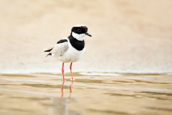 Close Pied Plover Vanellus Cayanus Also Known Pied Lapwing Pantanal — Stock Photo, Image