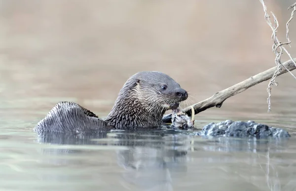 Close Neotropical Otter Eating Fish River Pantanal Brazil — Stock Photo, Image