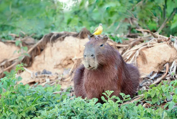 Close up of a Capybara with a bird Cattle tyrant sitting on a head, South Pantanal, Brazil.
