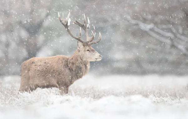 Närbild Röd Hjort Svensexa Fallande Snö Vintern Storbritannien — Stockfoto