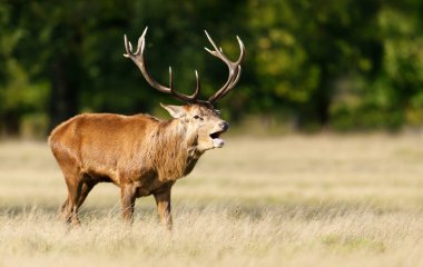 Red deer stag calling during the rut in autumn, UK.