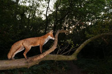 İngiltere 'de bir ormanda gece bir ağaç gövdesinin üzerinde duran bir Kızıl Tilki' nin (Vulpes vulpes) yakın plan fotoğrafı..