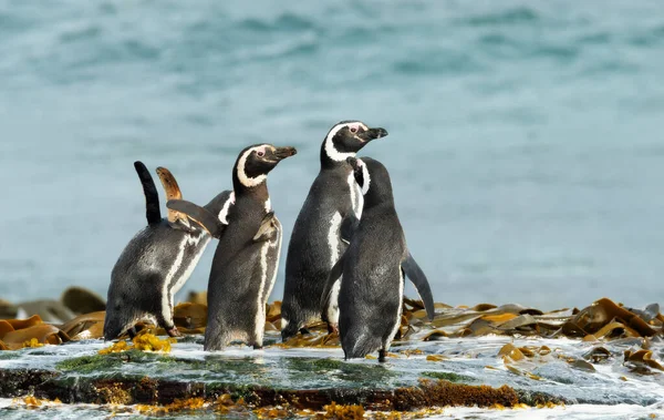 Skupina Magnetických Tučňáků Pláži Falklandských Ostrovech — Stock fotografie