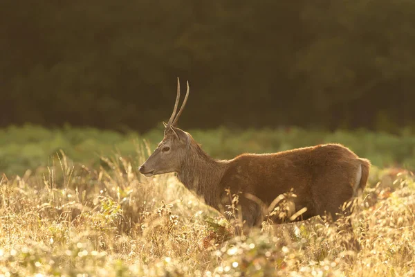 英国秋日日出时分的小红鹿 — 图库照片