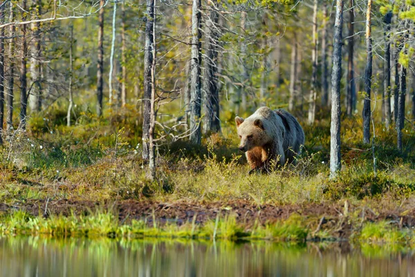 Euraasian Ruskea Karhu Seisoo Lammen Luona Metsässä Kesällä Suomi — kuvapankkivalokuva