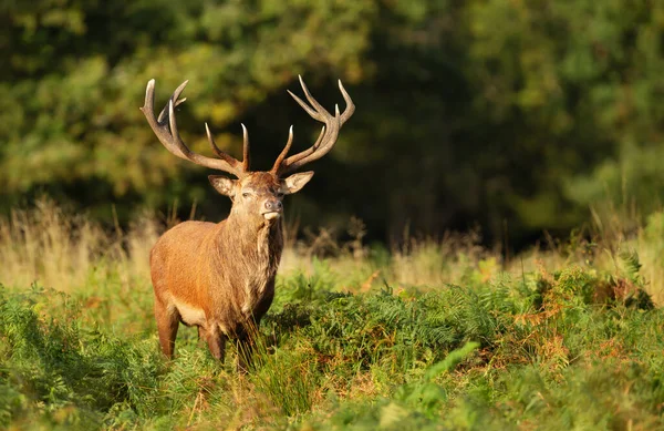 英国のブラケンに立つ印象的な赤い鹿のスタッグの終わり — ストック写真