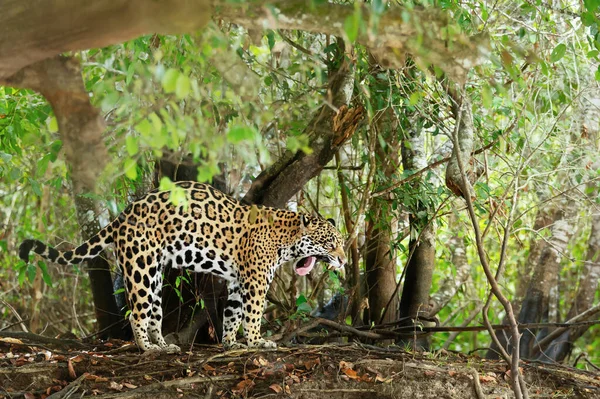 Großaufnahme Eines Jaguars Gähnt Einem Flussufer Natürlichem Lebensraum Pantanal Brasilien — Stockfoto