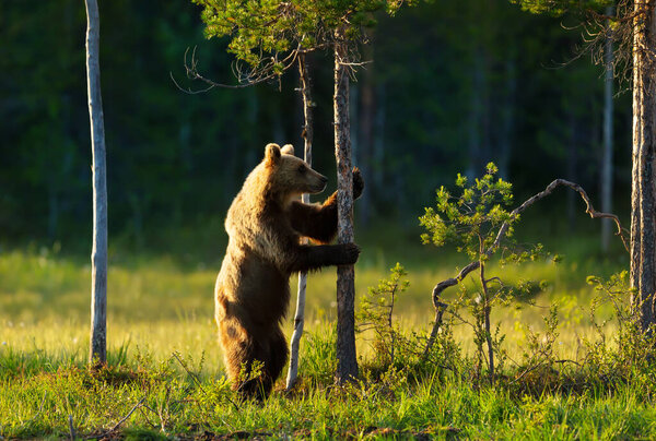 Close up of Eurasian Brown bear standing on its rear legs, Finland.