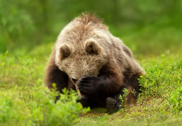 Close Eurasian Brown Bear Holding His Head Finland — Stock Photo, Image