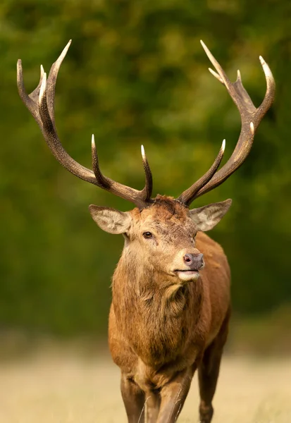 Primo Piano Cervo Rosso Autunno Regno Unito — Foto Stock