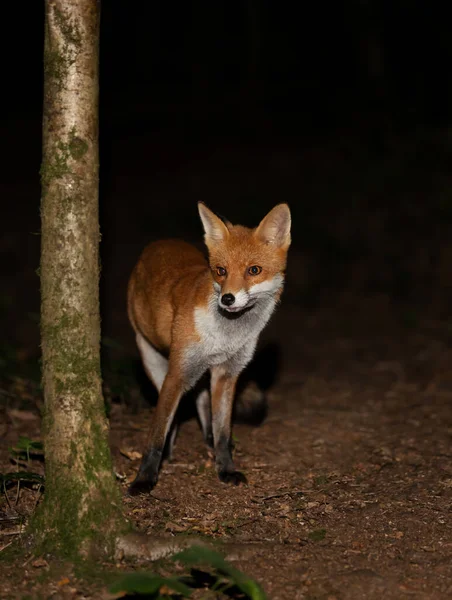 Close Red Fox Vulpes Vulpes Forest Night — Stock Photo, Image