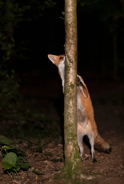 接近一只好奇的红狐狸靠在森林里的一棵树上 — 图库照片