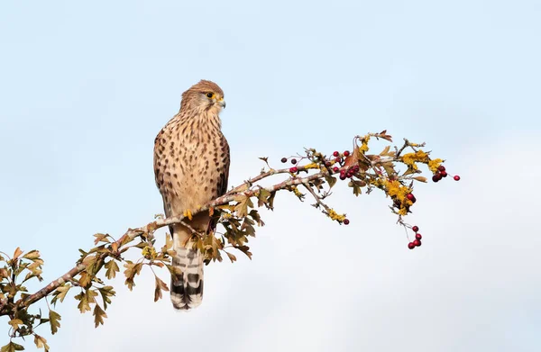 Close Common Kestrel Perched Tree Branch Red Berries England — Stock Photo, Image