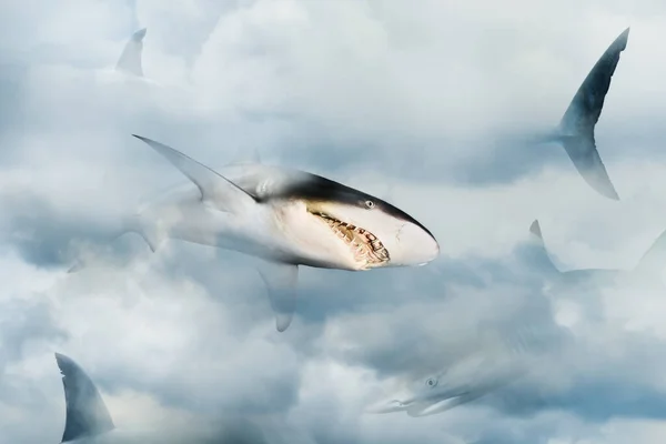 Close Sharks Cruising Clouds Concept Domination Competition Power — Stock Photo, Image