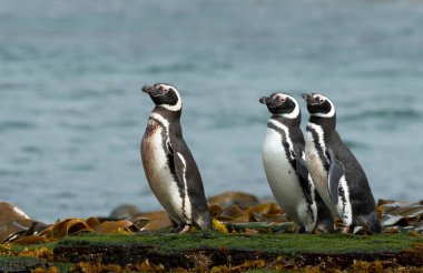 Falkland Adaları 'ndaki sahilde bir grup Macellan pengueni..