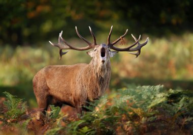 Red deer stag calling during the rut in autumn, UK.