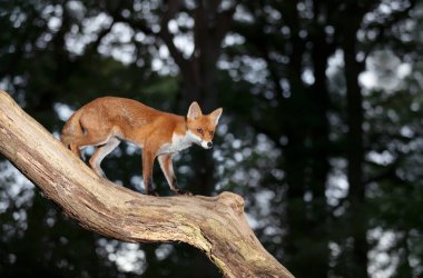 İngiltere 'de bir ormanda ağaç gövdesinde duran bir Kızıl Tilki' ye (Vulpes vulpes) yakın çekim.