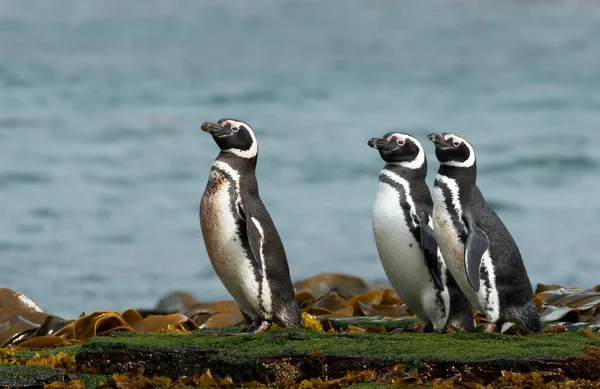 Gruppe Magellanpinguine Strand Der Falklandinseln — Stockfoto