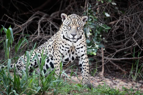 Närbild Jaguar Flodstrand Naturlig Livsmiljö Pantanal Brasilien — Stockfoto