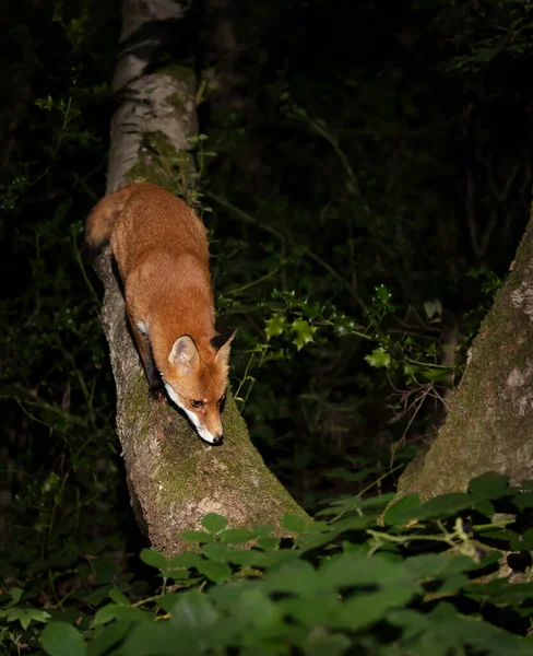Närbild Röd Räv Vulpes Vulpes Trädstam Natten Skog Storbritannien — Stockfoto