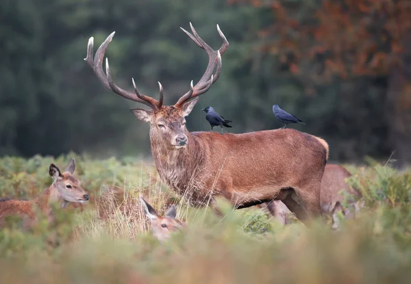 Close Red Deer Stag Jackdaws His Back Rutting Season Autumn — Stock Photo, Image