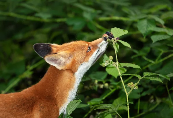 英国森林里一只吃黑莓的红狐宝宝的近身特写 — 图库照片