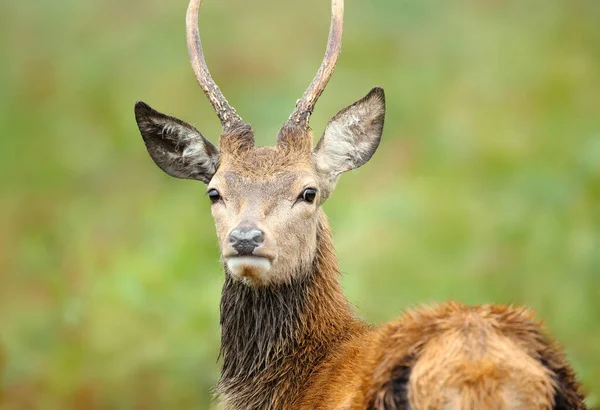 若い赤い鹿のスタッグの閉鎖 — ストック写真