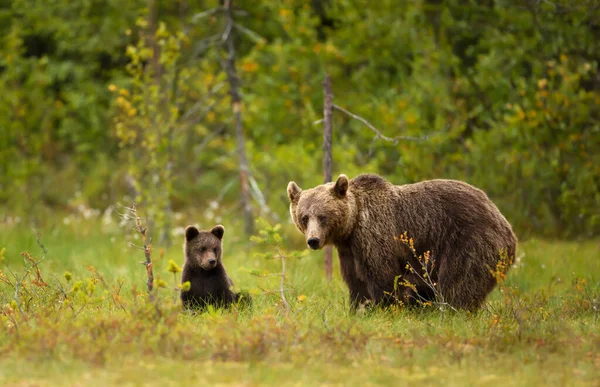 Κοντινό Πλάνο Ενός Χαριτωμένου Νεογέννητου Αρκούδας Eurasian Brown Μια Μαμά — Φωτογραφία Αρχείου