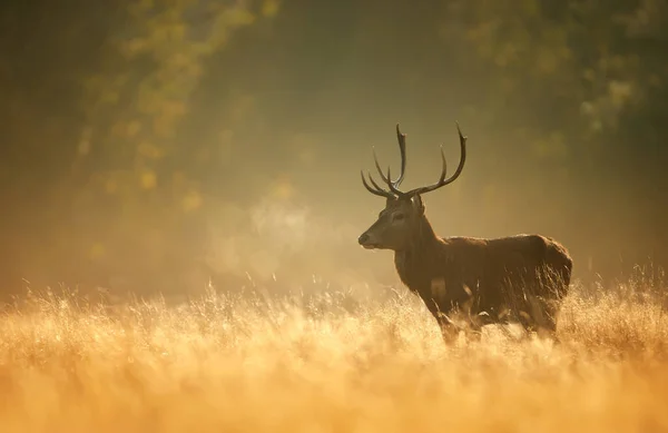 Close Van Een Red Deer Hert Tijdens Het Rutting Seizoen — Stockfoto