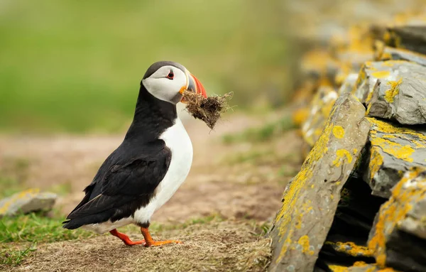Nahaufnahme Von Atlantischem Papageitaucher Mit Nistmaterial Schnabel Shetlandinseln Schottland — Stockfoto