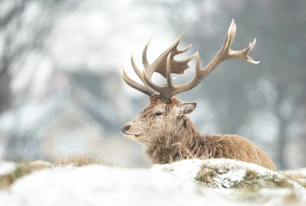 英国冬季 红色鹿鹿躺在结霜的草地上 — 图库照片