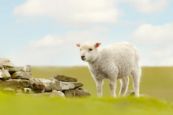 英国春天一只可爱的小羊羔的特写 — 图库照片