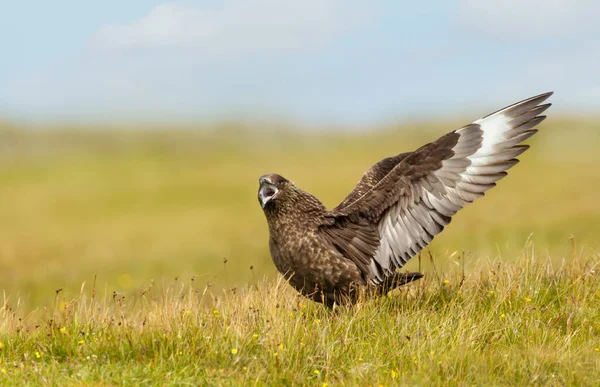 Закрытие Большого Скуа Размахивание Крыльями Показать Территорию Шетландские Острова Великобритания — стоковое фото