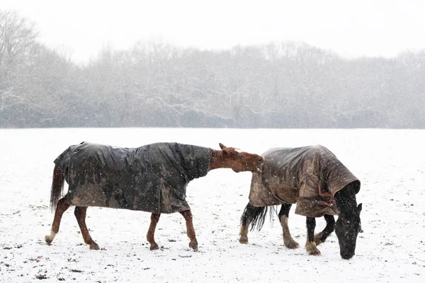 Twee Paarden Spelen Vechten Vallende Sneeuw Winter — Stockfoto