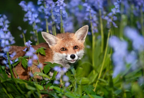 Close Red Fox Vulpes Vulpes Bluebells Spring — стоковое фото