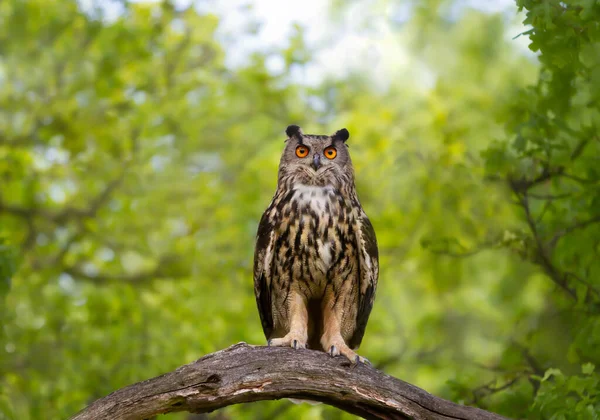 Närbild Eurasian Eagle Owl Bubo Bubo Placerad Trädgren Storbritannien — Stockfoto