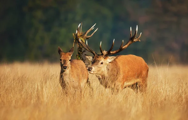 Close Red Deer Stag Hind Rutting Season Autumn — Stock Photo, Image
